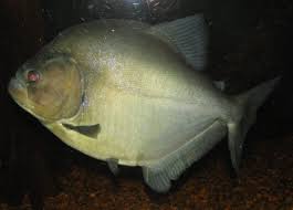 White Piranha Serrasalmus Rhombeus Species Profile