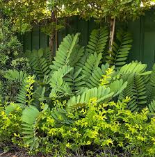 Image result for Zamia furfuracea