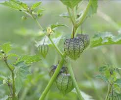 Image result for Physalis lagascae