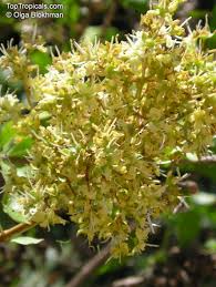 Image result for Lawsonia inermis