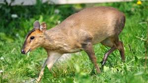 I do not believe any exotic pets are allowed in ca. Muntjac Deer The Wildlife Trusts