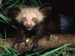 Aye Aye Weird Animals Animals Unusual Animals
