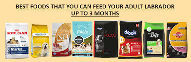 Your lab puppies can easily be overfed. Best Food For Labrador Marshalls Pet Zone