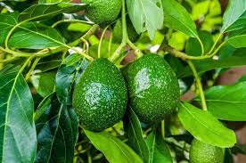 An avocado tree can grow to around 9 meters tall and is an ideal specimen tree, space permitting. 10 Easy Tips To Growing Avocado In Pots The Gardening Dad