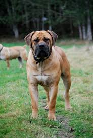 Bullmastiff rottweiler mix is one of the eminent dog breeds in the world of hybrid dogs. 80 Best Boerboel Dog Names The Paws