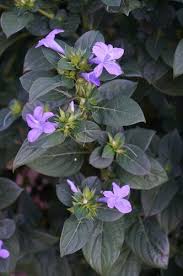 Image result for Barleria cristata