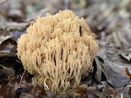 Image result for Sericorema remotiflora