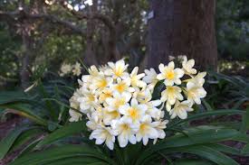 Image result for Clivia miniata