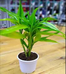 Image result for Dracaena sanderiana
