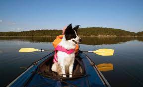 Not to stop here, the adjustable padded seats and easy to access storage space ensure that you enjoy a. 5 Best Kayaks For Dogs 2021 Reviews