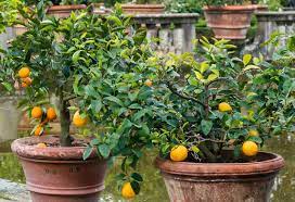 The best fruit tree varieties for pots include: 7 Perfect Patio Fruit Trees For Small Spaces Home Garden And Homestead