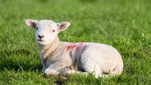 Do you know what a baby sheep is called? Techniques For Rearing Triplet And Orphan Lambs Farming Independent