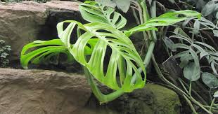Madison m (1977) a revision of monstera (araceae). Characteristics Of Swiss Cheese Plant Monstera Adansonii In The Wild Names Of Trees