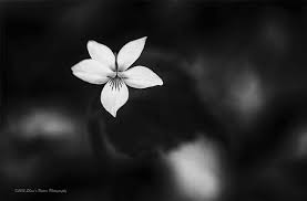 Though color films are cheaply available now, some art lovers and portrait photographers still prefer black and white photography or even a black and white film, for that matter. Black White Landscapes