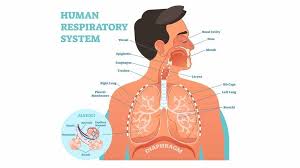 Ketika anda mengambil napas dengan teknik pernapasan perut, otot. Sistem Pernapasan Struktur Organ Pengertian Inspirasi Ekspirasi Tirto Id