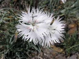 Image result for Dicerocaryum senecioides