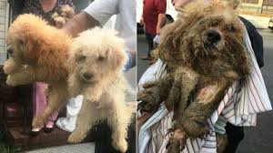 23,265 likes · 2,656 talking about this. More Than 50 Dogs Cats Rescued In Separate Elizabeth New Jersey Animal Cruelty Investigations Abc7 New York