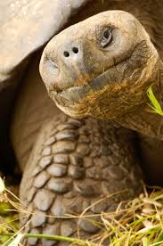 Giant Tortoise Galapagos Islands Chad Case Photography Video Galapagos Tortoise Giant Tortoise Turtle