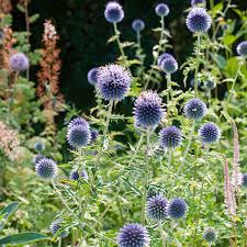 Image result for globe thistle