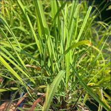 Image result for Cymbopogon citratus