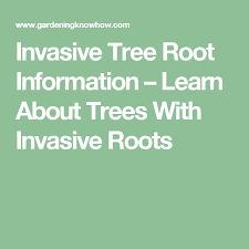 Invasive Tree Root Information Learn About Trees With Invasive Roots Tree Roots Ground Cover Roses Ground Cover