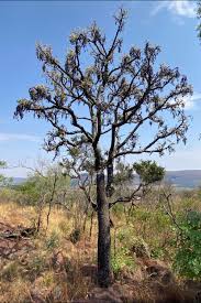 Image result for Lannea discolor