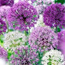 10 Allium Bulbs Elegant Allium Mixed Pack Of 10 Bulbs Perennial Deer Resistant Zones 4 10 Bulb Flowers When To Plant Bulbs Planting Bulbs