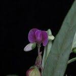 Image result for Polygala persicariifolia
