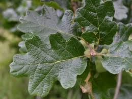 Image result for white oak leaf