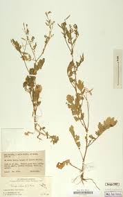 Image result for Rorippa