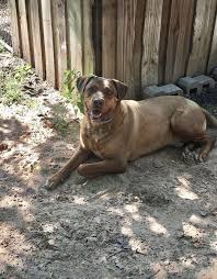 I rescued a 2.5 year old rhodesian ridgeback/rottweiler mix (maddie) and she is absolutely perfect. Dog For Adoption Toby A Rottweiler Rhodesian Ridgeback Mix In Paradise Tx Petfinder