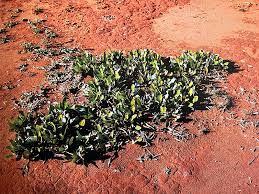 Image result for Parinari capensis