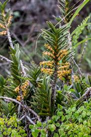 Image result for Tridactyle bicaudata