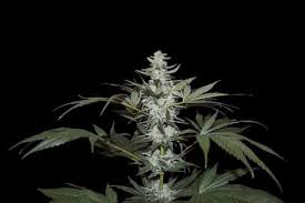 Therefore, you should avoid consuming edibles with these products (15). Devil Cookies By Natural Genetics From Seed City