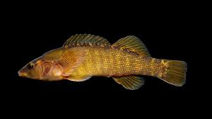 Image result for Actinoschoenus