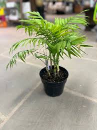 Image result for Chamaedorea elegans