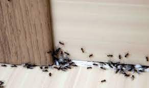 Afterward, flush the dead ants down the drain and clear out any leftover baking soda with hot water. How To Get Rid Of Ants In The Kitchen Express Co Uk