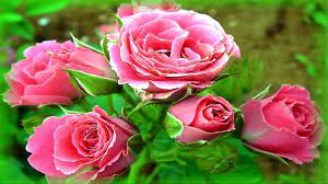 Best hd wallpapers of flowers, desktop backgrounds for pc & mac, laptop, tablet, mobile phone. Love Flower Wallpapers Wallpaper Cave