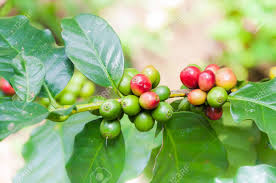 The seeds of some species, called coffee beans, are used to flavor various beverages and products. Fresh Coffee Beans In Coffee Plants Tree Fresh Arabica Coffee Stock Photo Picture And Royalty Free Image Image 96414155