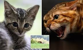 Maine coon and siberian cats developed on opposite sides of the world but in very similar climates. Bengal Cats Hungry For Territory In Britain Are Terrorising Tabbies Daily Mail Online