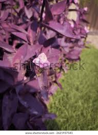 Image result for Commelina schweinfurthii