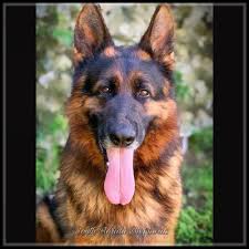 That is why we have the best puppies for sale. South Florida German Shepherds 3541 Nw 20th St Miami Fl Pet Training Mapquest