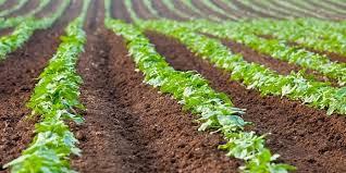 En outre, bouazghi a fait état, de l'attribution depuis 2011 de plus «de 20.000 actes de concessions des terres agricoles relevant du domaine privé de l'etat», précisant que «la. Acquisition Des Terres Agricoles L Etat Donne Le Feu Vert En Levant Les Restrictions