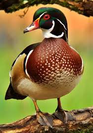 Wood Duck Male Aix Sponsa From Canada And United States South To Cuba Along Streams And Ponds Pet Birds Nature Birds Wood Ducks