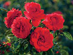 These 7 Award Winning Roses Are Some Of The Best To Plant In 2020 Rose Varieties Best Roses Floribunda Roses