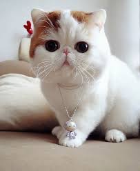The exotic shorthair is an incredibly popular and lovable breed. Exotic Shorthair Alchetron The Free Social Encyclopedia