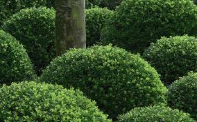 Deer resistant flowering shrubs nj. Soft Touch Holly 2 5 Quart Shrub Deer Resistant Shrubs Togogarden