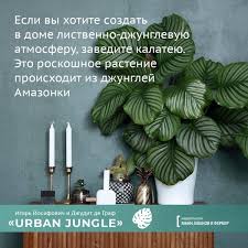 Urban Jungle как создать уютный интерьер с помощью растений Urban Jungle Kak Sozdat Uyutnyj Interer S Pomoshyu Rastenij Rasteniya Interer Domashnie Rasteniya