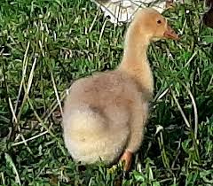 Hatching eggs available when in season from cliff field. 28 Giant Dewlap Toulouse Geese Ideas In 2021 Breeds Giants Toulouse