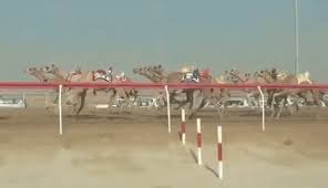 This are the most awesome animated camel racing gif you will find. Best Racing Camel Gifs Gfycat